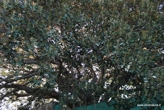 Ficus villa Puglisi